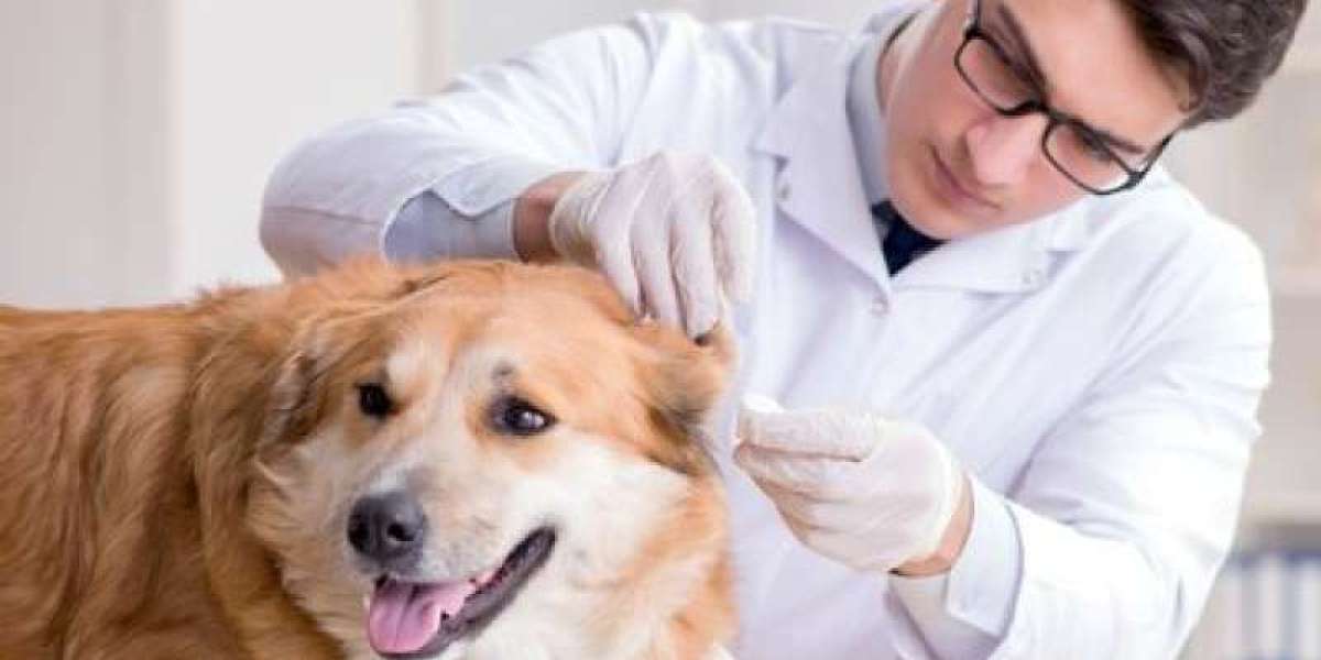 Cortisol em Cães e Gatos: O Que Todo Tutor Precisa Saber sobre Este Exame Essencial